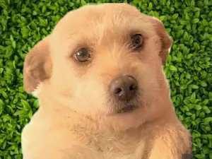 Cachorro raça SRD-ViraLata idade 2 anos nome Polly