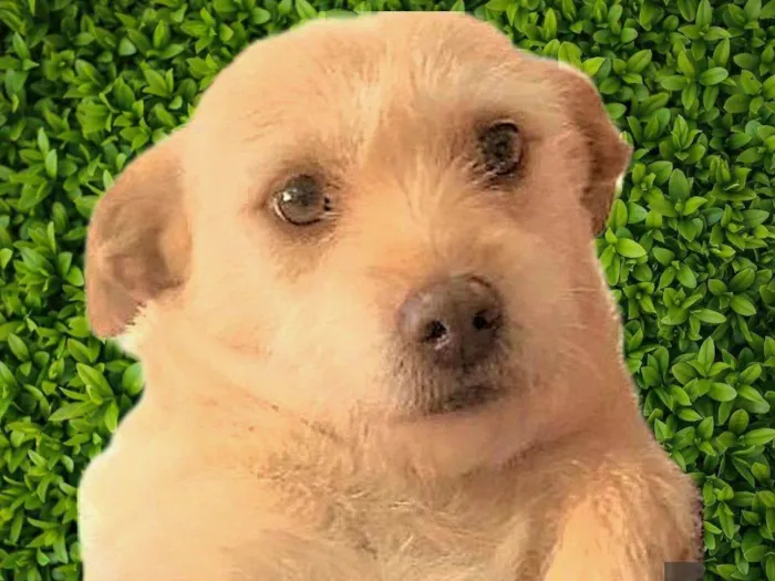 Cachorro ra a SRD-ViraLata idade 2 anos nome Polly