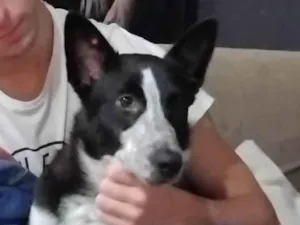 Cachorro raça SRD-ViraLata idade 2 a 6 meses nome Bia
