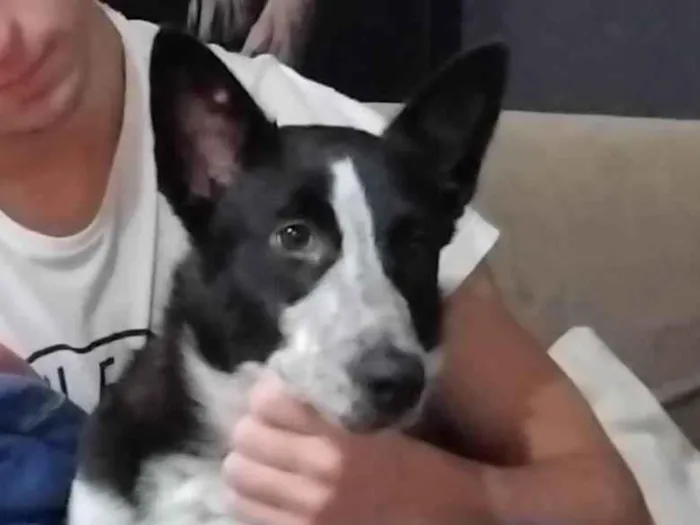 Cachorro ra a SRD-ViraLata idade 2 a 6 meses nome Bia