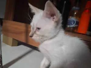 Gato raça Exótico idade 2 a 6 meses nome Sem nome