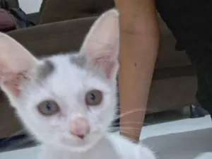 Gato raça SRD-ViraLata idade 2 a 6 meses nome Sem nome