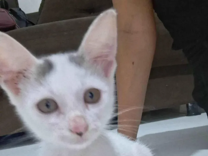 Gato ra a SRD-ViraLata idade 2 a 6 meses nome Sem nome