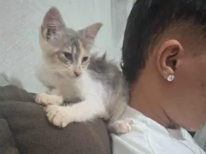 Gato raça SRD-ViraLata idade 2 a 6 meses nome Sem nome
