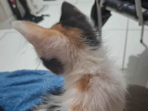 Gato raça SRD-ViraLata idade 2 a 6 meses nome Sem nome