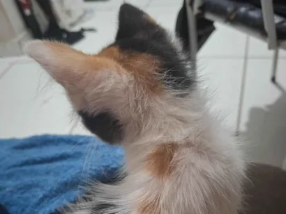 Gato raça SRD-ViraLata idade 2 a 6 meses nome Sem nome