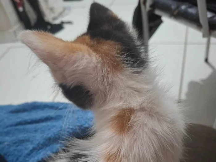 Gato ra a SRD-ViraLata idade 2 a 6 meses nome Sem nome