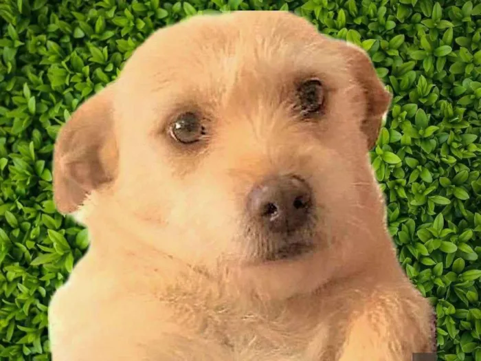 Cachorro ra a SRD-ViraLata idade 2 anos nome Polly