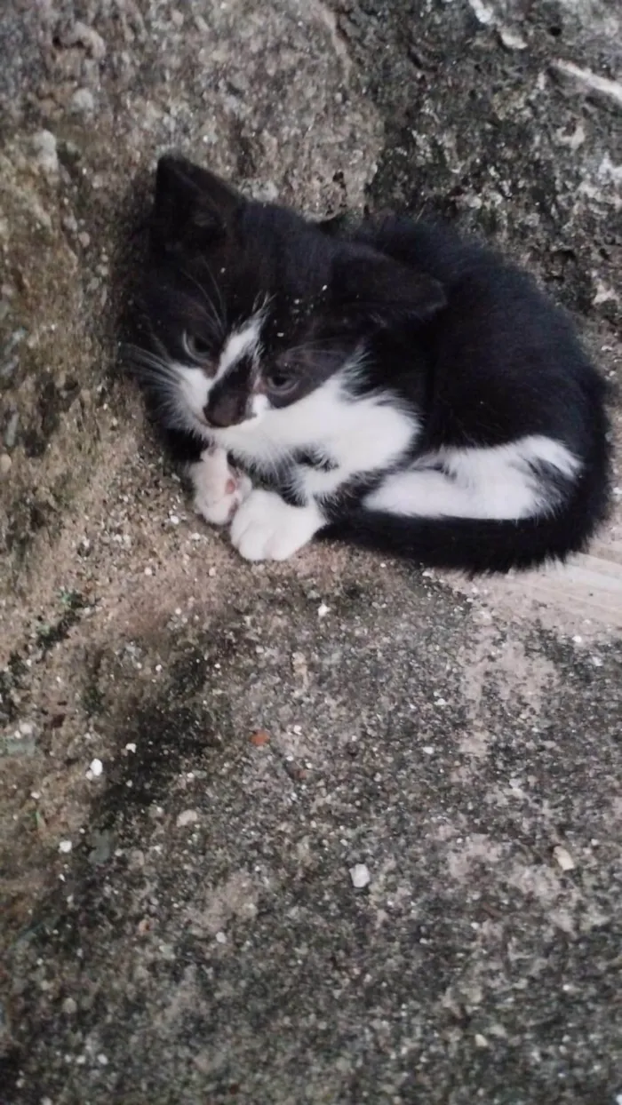 Gato ra a SRD-ViraLata idade 2 a 6 meses nome (sem nome)