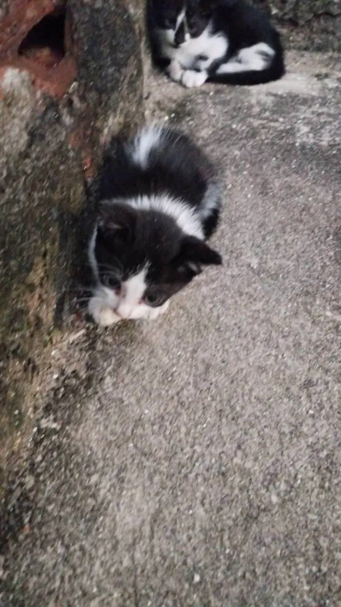 Gato ra a SRD-ViraLata idade 2 a 6 meses nome (sem nome)