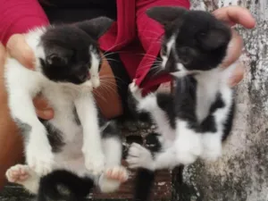 Gato raça SRD-ViraLata idade 2 a 6 meses nome (sem nome)