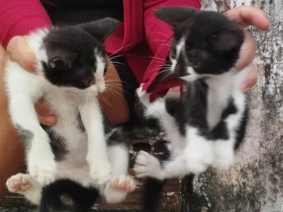 Gato raça SRD-ViraLata idade 2 a 6 meses nome (sem nome)