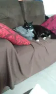 Negro drama