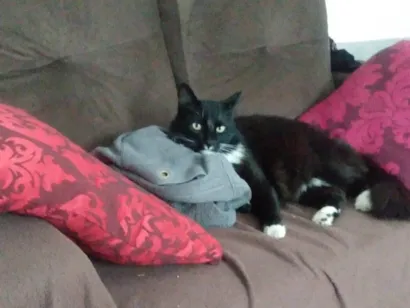 Gato raça SRD-ViraLata idade 1 ano nome Negro drama