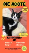 ANTÔNIO JUNIOR