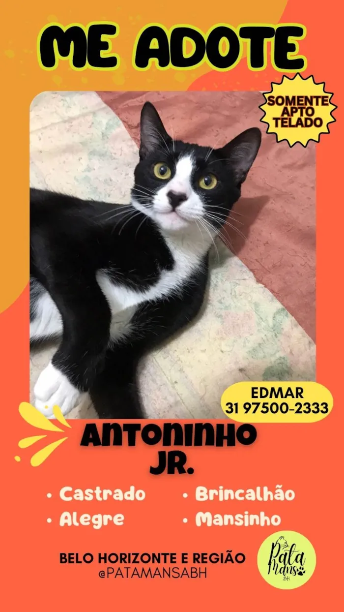 Gato ra a SRD-ViraLata idade 1 ano nome ANTÔNIO JUNIOR