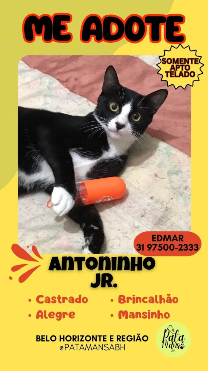 Gato ra a SRD-ViraLata idade 1 ano nome ANTÔNIO JUNIOR