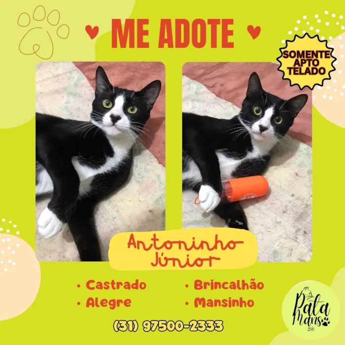 Gato ra a SRD-ViraLata idade 1 ano nome ANTÔNIO JUNIOR