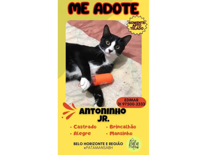Gato ra a SRD-ViraLata idade 1 ano nome ANTÔNIO JUNIOR