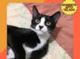 ANTÔNIO JUNIOR