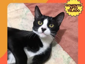 Gato raça SRD-ViraLata idade 1 ano nome ANTÔNIO JUNIOR