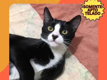 Gato raça SRD-ViraLata idade 1 ano nome ANTÔNIO JUNIOR