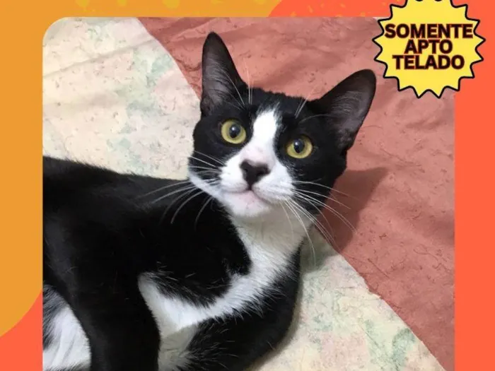Gato ra a SRD-ViraLata idade 1 ano nome ANTÔNIO JUNIOR