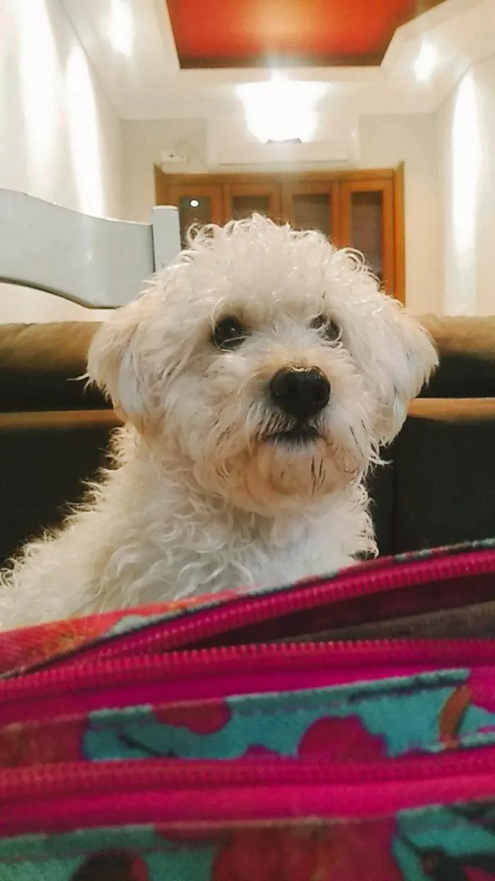 Cachorro ra a Poodle idade 6 ou mais anos nome Peludinho 