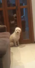 Peludinho