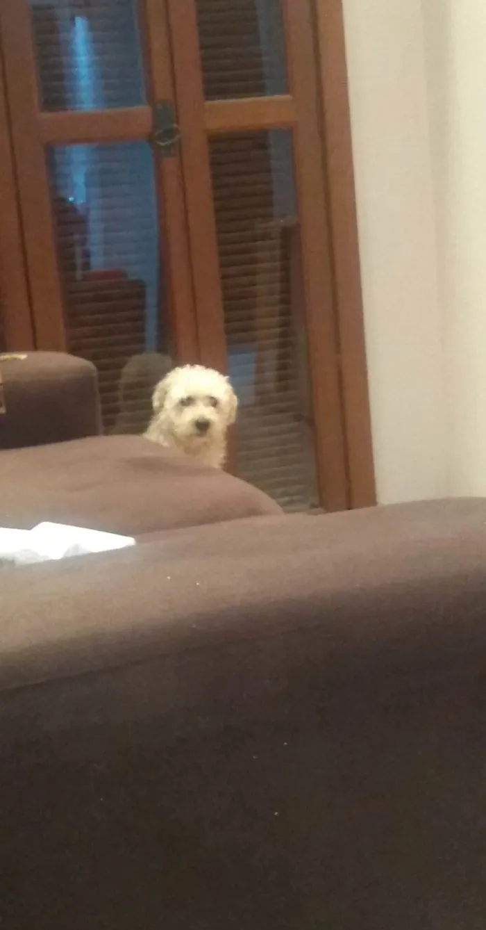 Cachorro ra a Poodle idade 6 ou mais anos nome Peludinho 