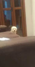Peludinho