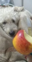 Peludinho