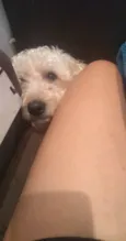 Peludinho