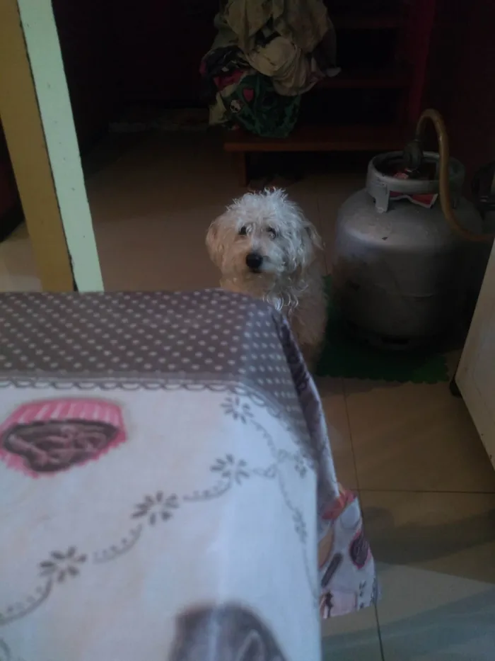 Cachorro ra a Poodle idade 6 ou mais anos nome Peludinho 