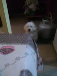 Peludinho