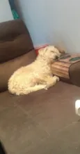 Peludinho