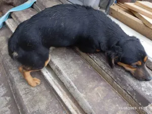 Cachorro raça SRD-ViraLata idade 7 a 11 meses nome Pipa