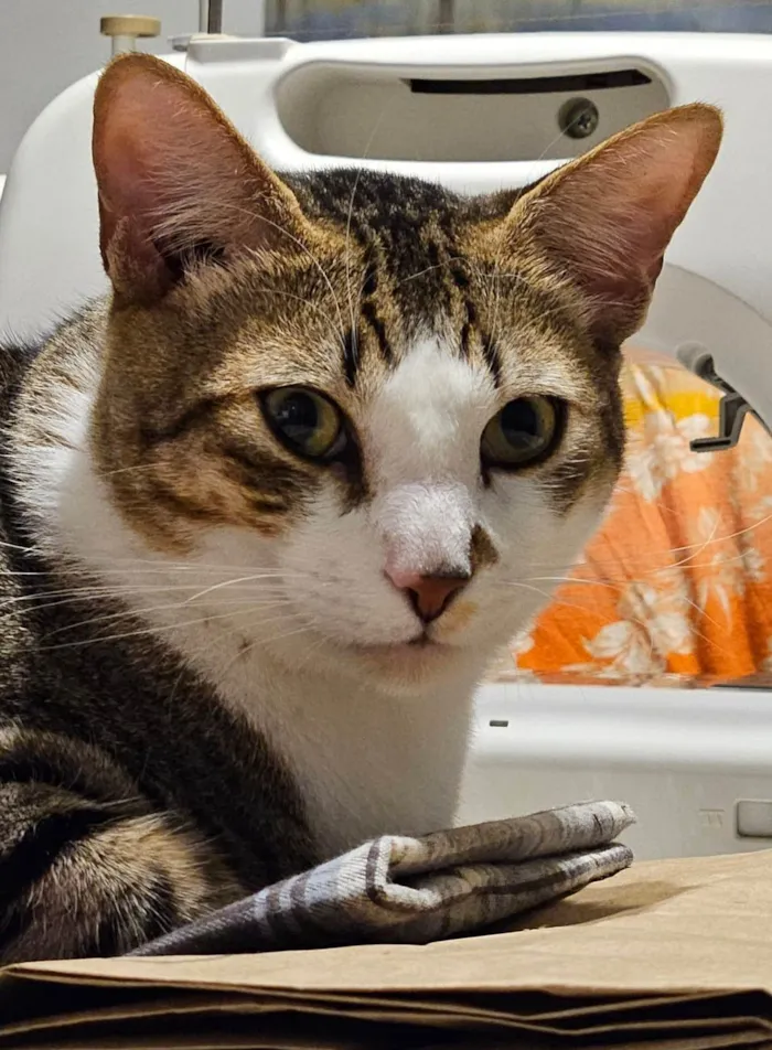 Gato ra a SRD-ViraLata idade 7 a 11 meses nome Theo