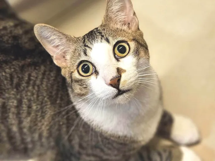 Gato ra a SRD-ViraLata idade 7 a 11 meses nome Theo