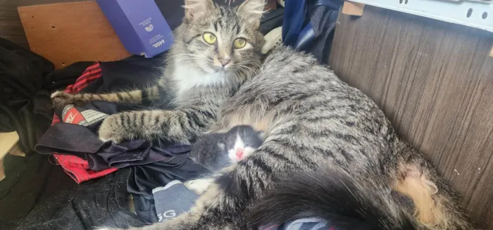 Gato ra a SRD-ViraLata idade 1 ano nome Mãe e filho único (caso raro)