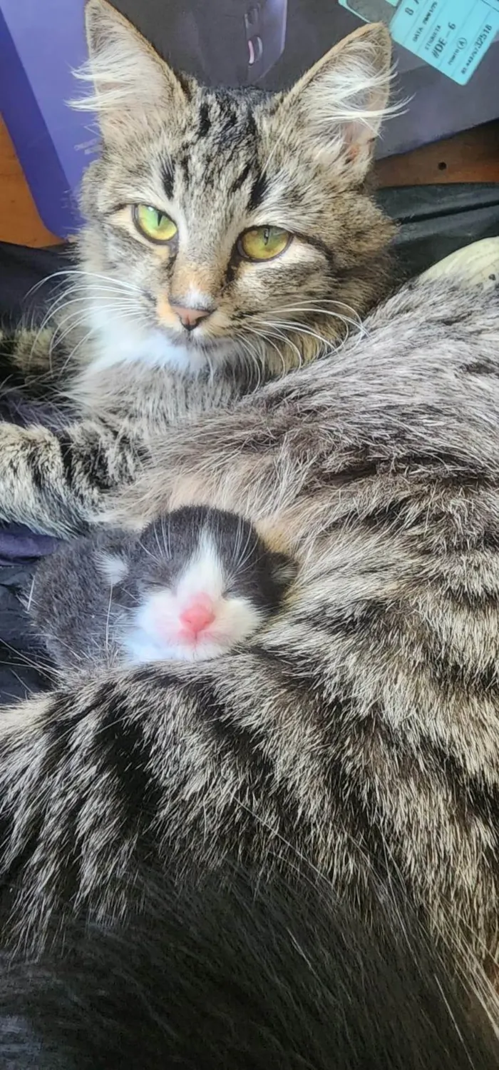 Gato ra a SRD-ViraLata idade 1 ano nome Mãe e filho único (caso raro)
