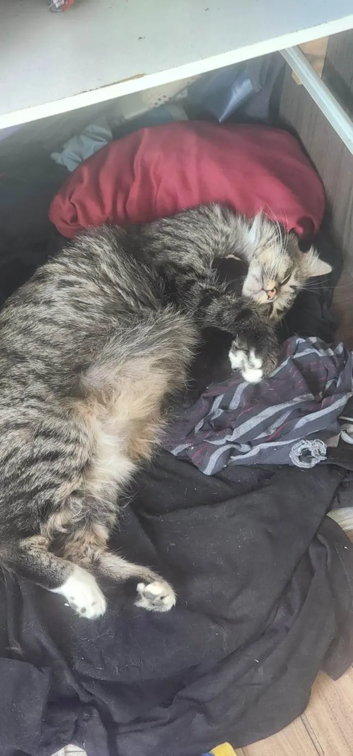 Gato ra a SRD-ViraLata idade 1 ano nome Mãe e filho único (caso raro)