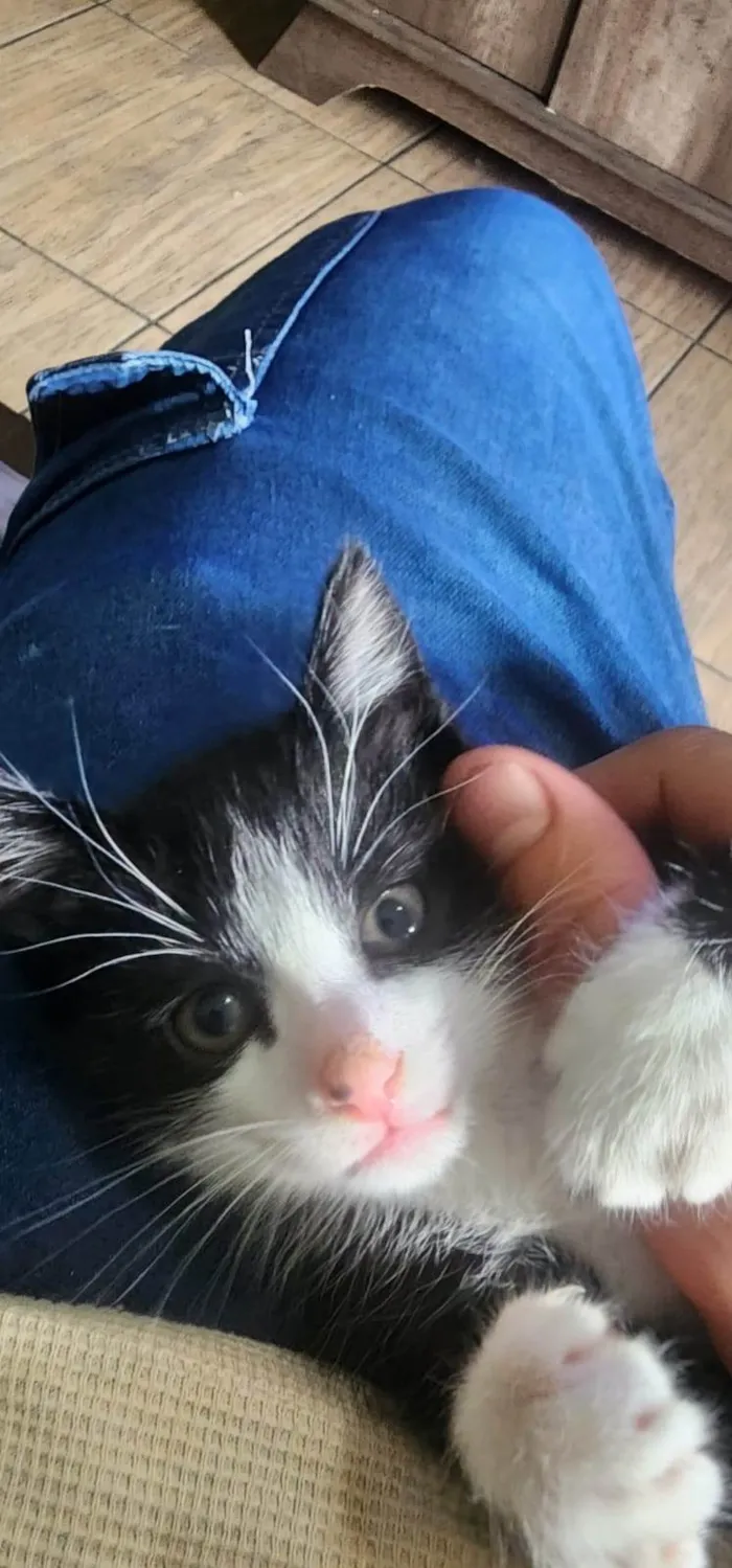 Gato ra a SRD-ViraLata idade 1 ano nome Mãe e filho único (caso raro)