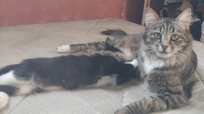 Gato ra a SRD-ViraLata idade 1 ano nome Mãe e filho único (caso raro)