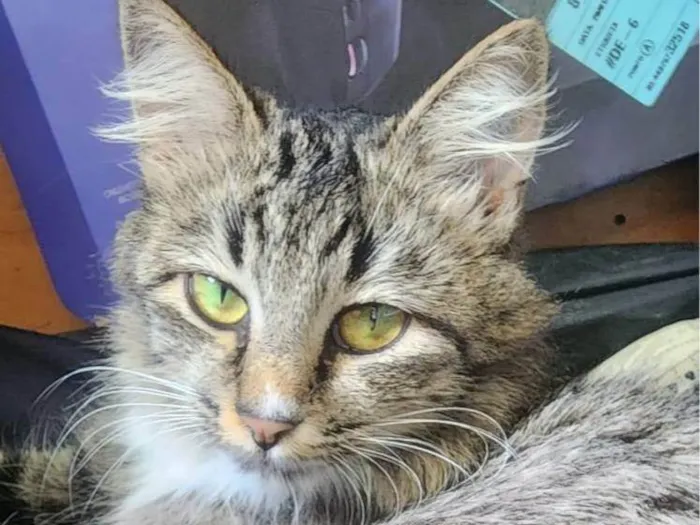 Gato ra a SRD-ViraLata idade 1 ano nome Mãe e filho único (caso raro)