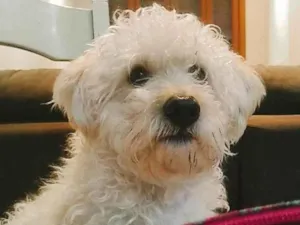 Cachorro raça Poodle idade 6 ou mais anos nome Peludinho 