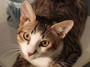 Gato raça SRD-ViraLata idade 7 a 11 meses nome Theo