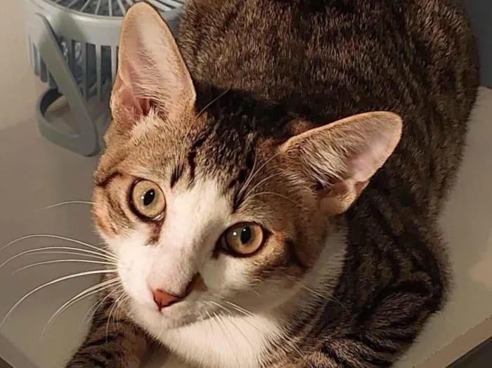 Gato ra a SRD-ViraLata idade 7 a 11 meses nome Theo