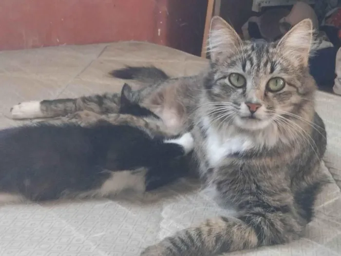 Gato ra a SRD-ViraLata idade 1 ano nome Mãe e filho único (caso raro)