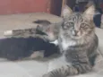 Mãe e filho único (caso raro)
